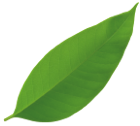 footer-leafs