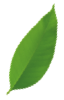 footer-leafs